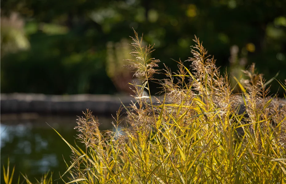 Pflanzen für den Teichrand – So wird der Gartenteich zum Hingucker
