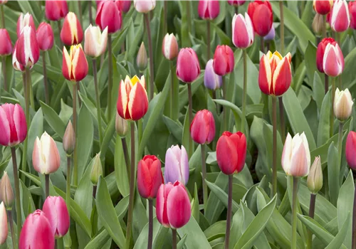 Grüße vom Frühling im Blumengarten – da geht das Herz auf!