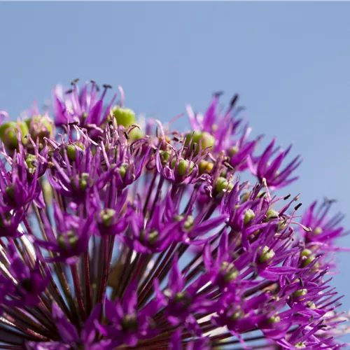 Zierlauch im Garten pflanzen – Allium als Blickfang