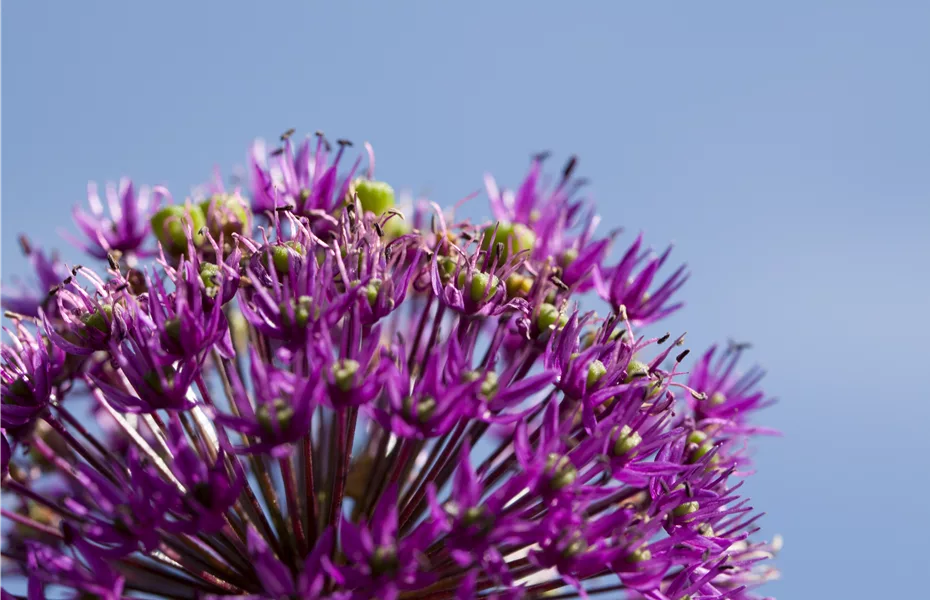 Zierlauch im Garten pflanzen – Allium als Blickfang