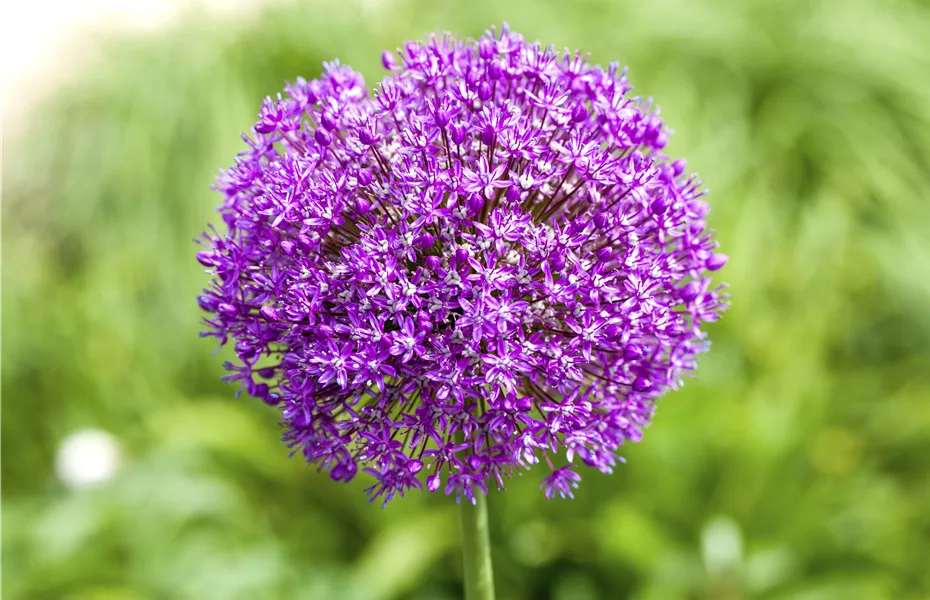 Zierlauch im Garten pflanzen – Allium als Blickfang