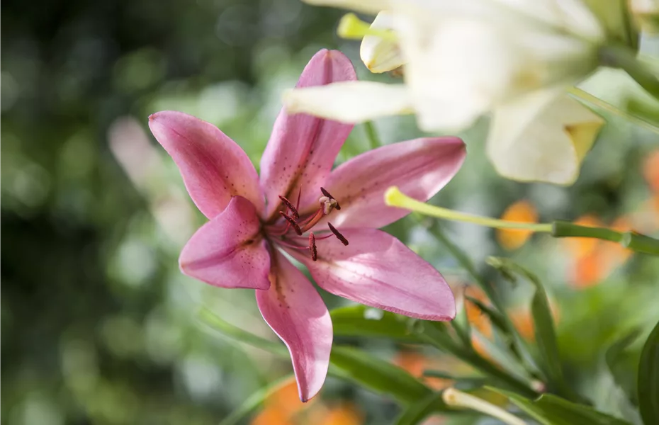 Pflanzzeit für Lilien - im Allgemeinen und mit Ausnahmen