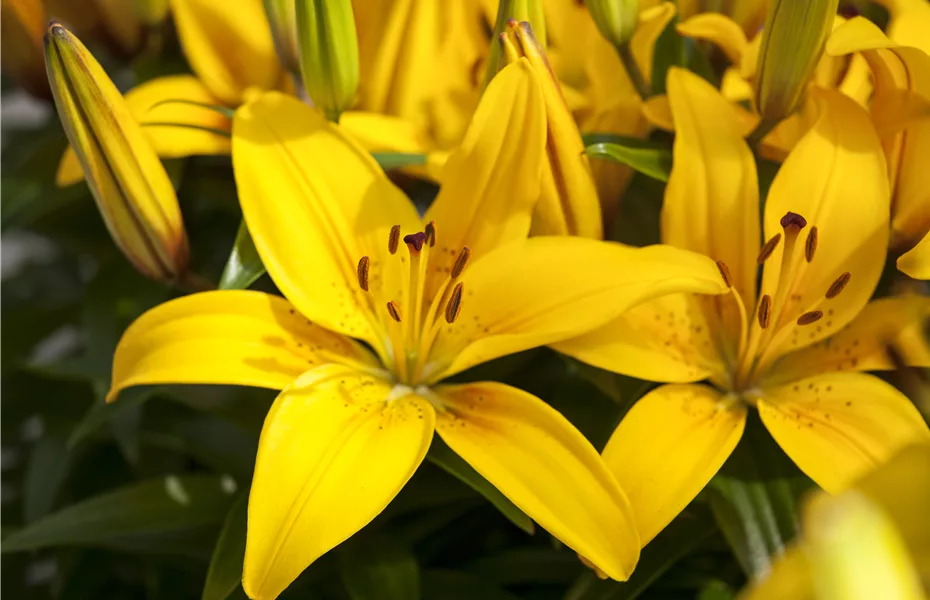 Pflanzzeit für Lilien - im Allgemeinen und mit Ausnahmen