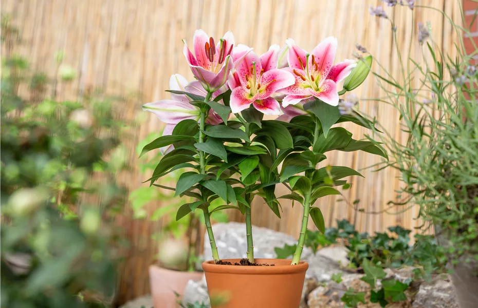 Pflanzzeit für Lilien - im Allgemeinen und mit Ausnahmen