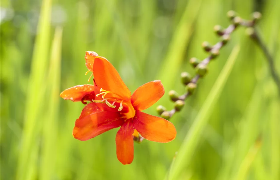 Montbretien – Sternschnuppen im Sommergarten