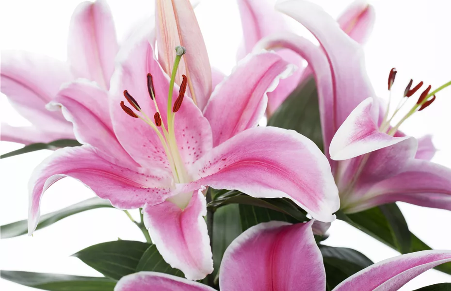 Lilien – königliche Schönheiten im Garten