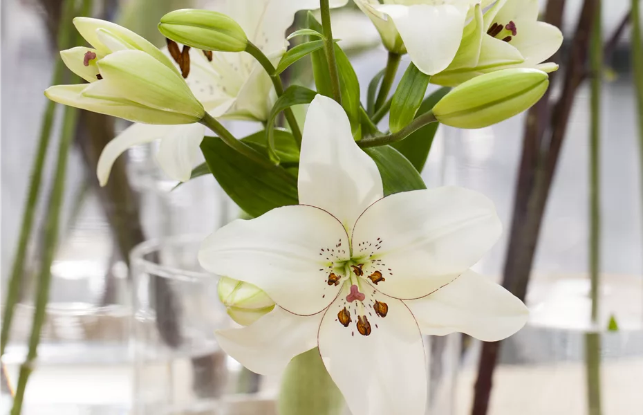 Lilien – königliche Schönheiten im Garten