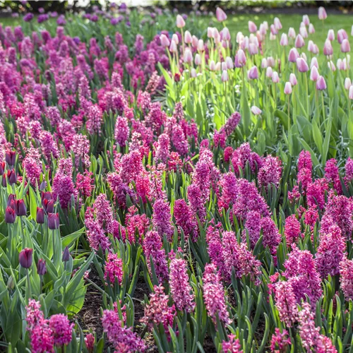 Krokus, Tulpe und Co. – der Frühling wird bunt