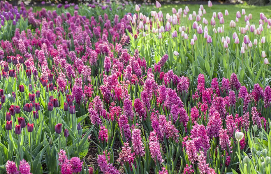 Krokus, Tulpe und Co. – der Frühling wird bunt