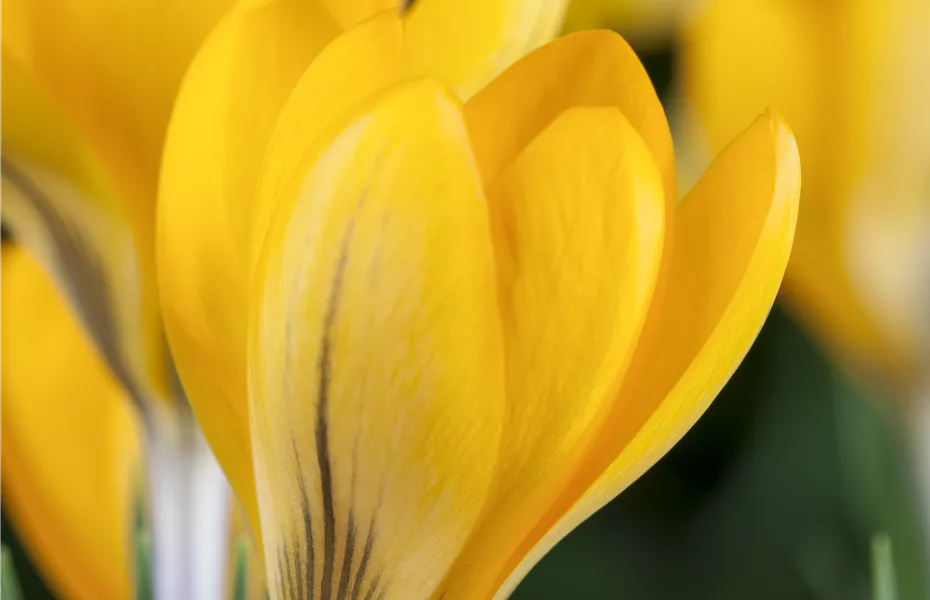 Krokus, Tulpe und Co. – der Frühling wird bunt