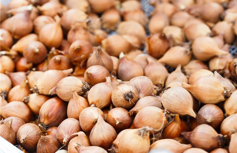 Keine Panik! Vergessene Blumenzwiebeln auch später pflanzen