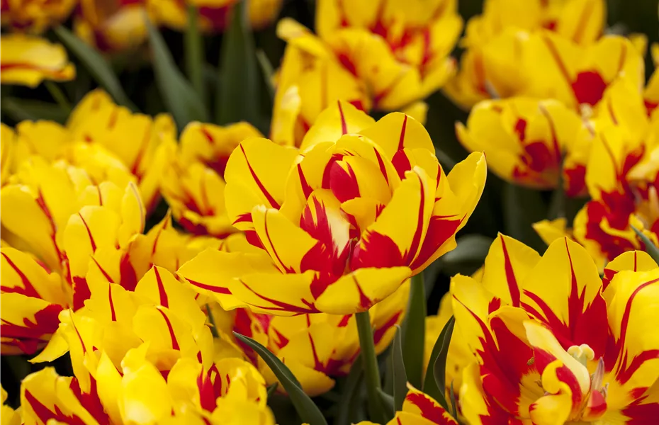 Gefüllte Tulpen: Volle Blüte und betörender Duft