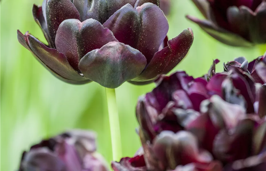 Gefüllte Tulpen: Volle Blüte und betörender Duft