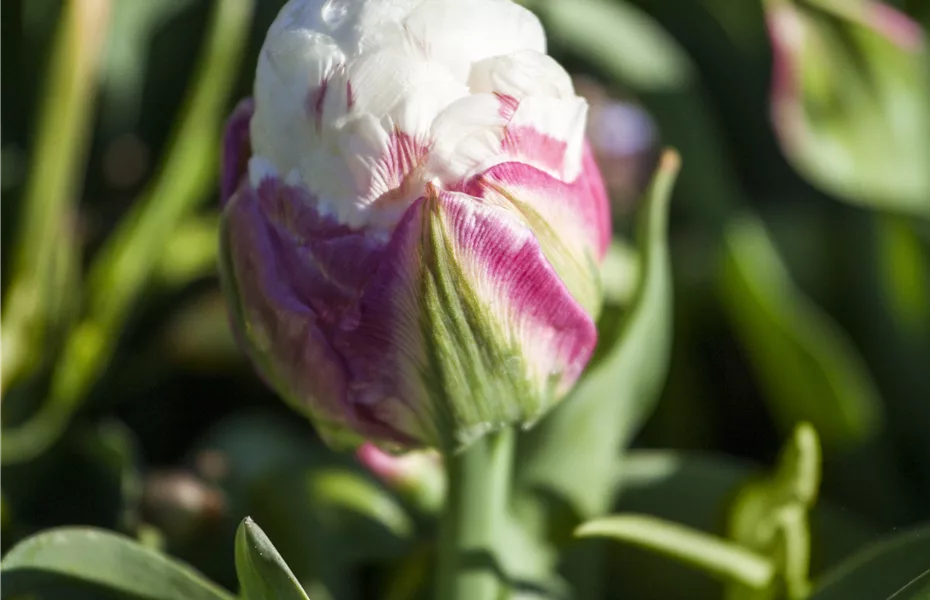 Gefüllte Tulpen: Volle Blüte und betörender Duft