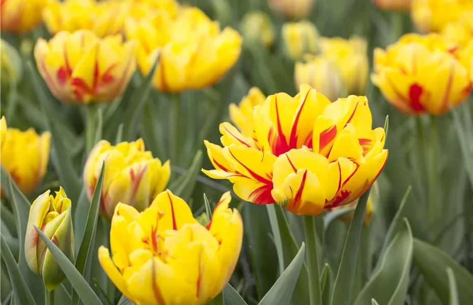 Gefüllte Tulpen: Volle Blüte und betörender Duft