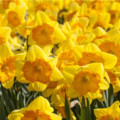 Frühlingsgrüße mit Blumenzwiebeln