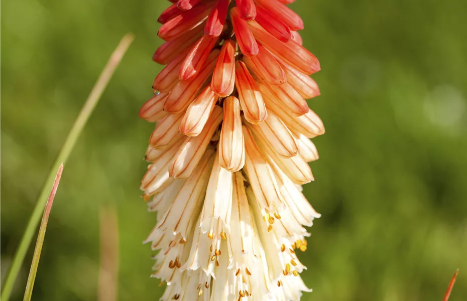 Fackellilien – ein florales Flammenmeer im Garten