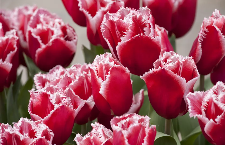 Crispa Tulpen als Blumenzwiebeln einpflanzen