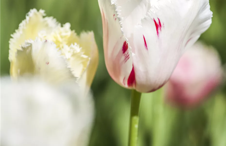 Crispa Tulpen als Blumenzwiebeln einpflanzen