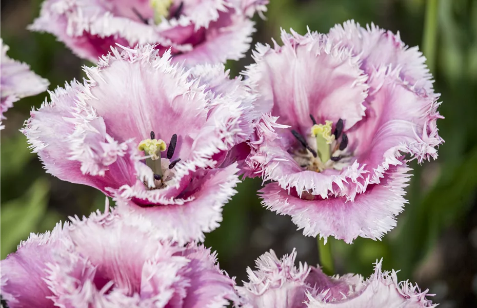 Crispa Tulpen als Blumenzwiebeln einpflanzen