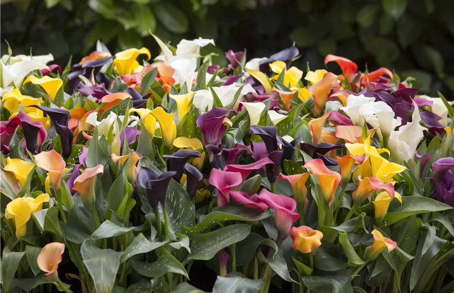 Calla – pure Eleganz aus der Zwiebel