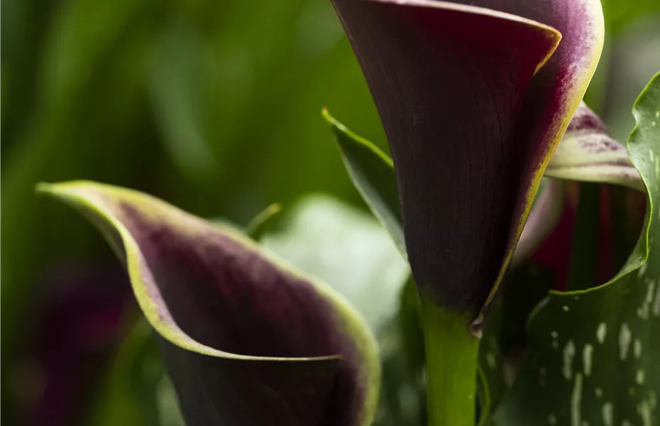 Calla – pure Eleganz aus der Zwiebel