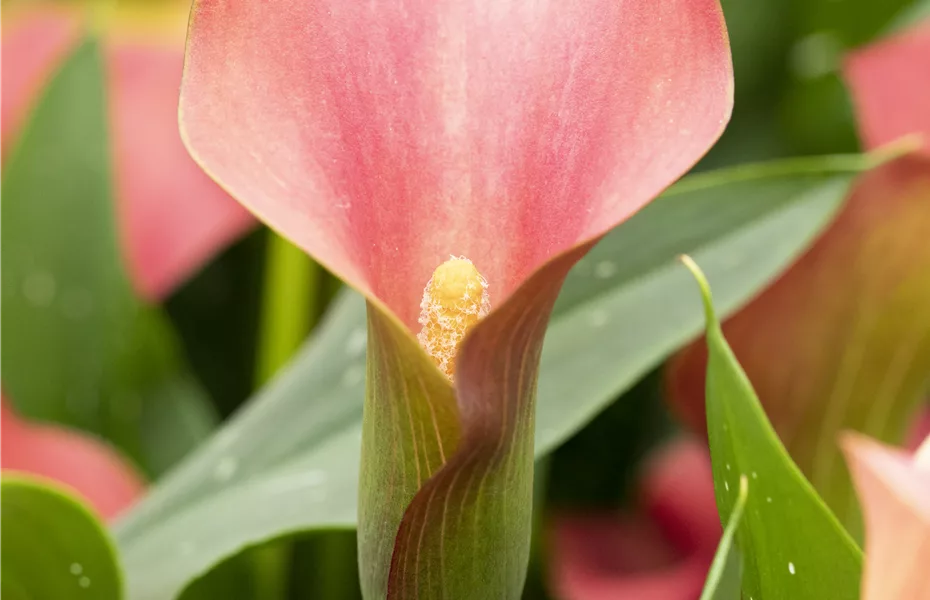 Calla – pure Eleganz aus der Zwiebel