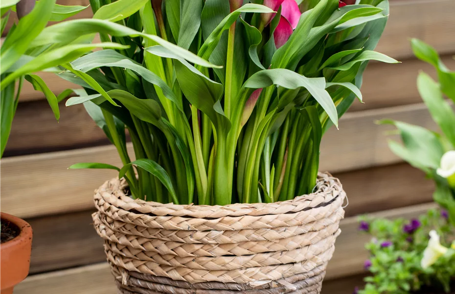 Calla – pure Eleganz aus der Zwiebel