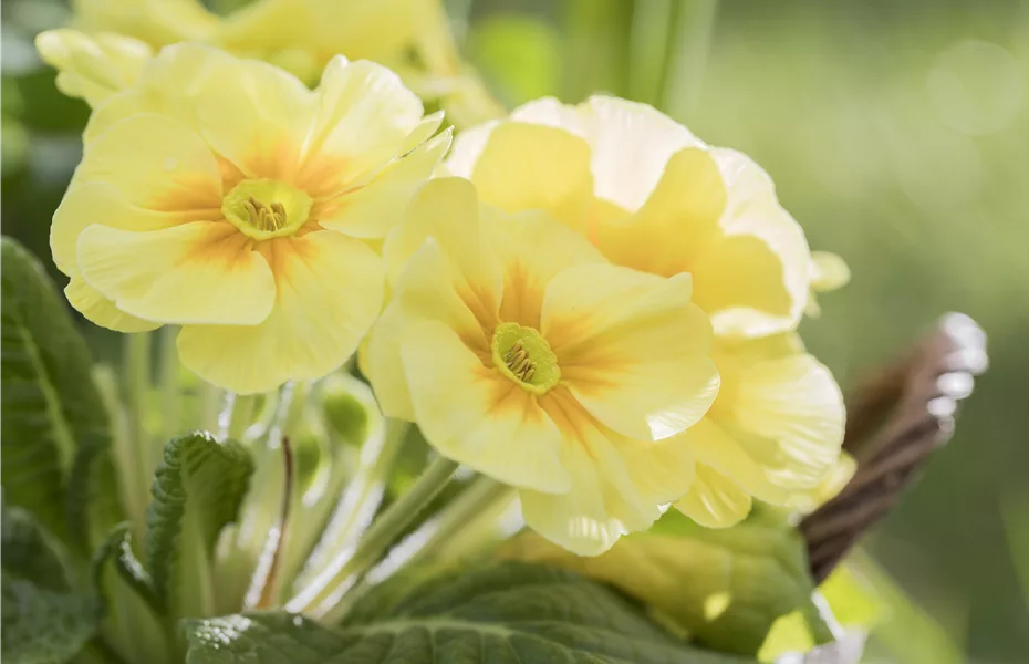 Blumenzwiebeln und Knollen brauchen auch mal Urlaub