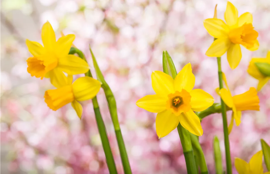Blumenzwiebeln und Knollen brauchen auch mal Urlaub
