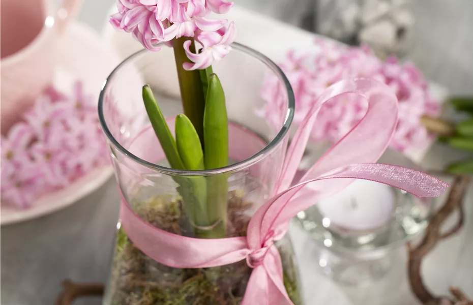 Blumenzwiebeln im Haus – Frühling im Wohnzimmer