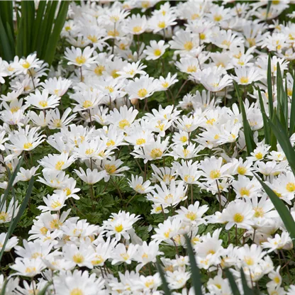 Anemonen im Garten pflanzen
