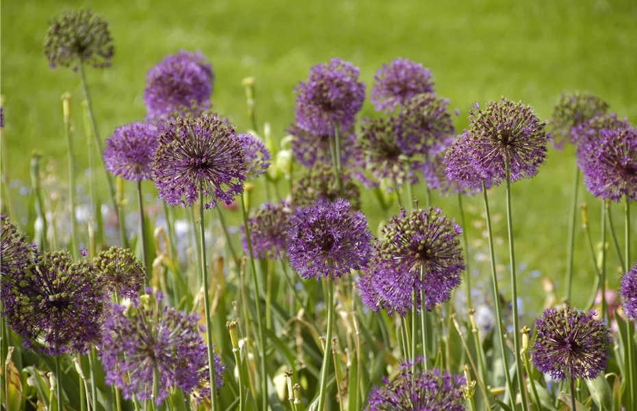 Allium – pflegeleichter Zierlauch als Gartenschmuck