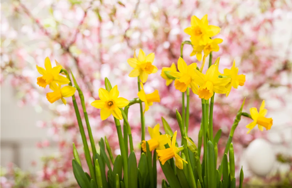 Verblühte Zwiebelblumen nach dem Frost im Garten auspflanzen