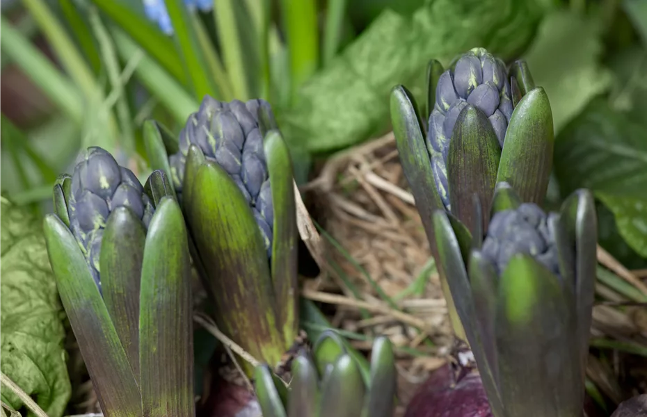 Verblühte Zwiebelblumen nach dem Frost im Garten auspflanzen