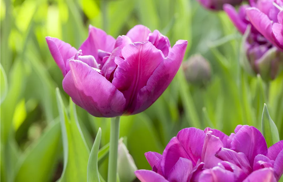 Sommerurlaub für Blumenzwiebeln und Knollen