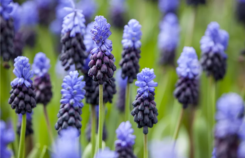 Sommerurlaub für Blumenzwiebeln und Knollen