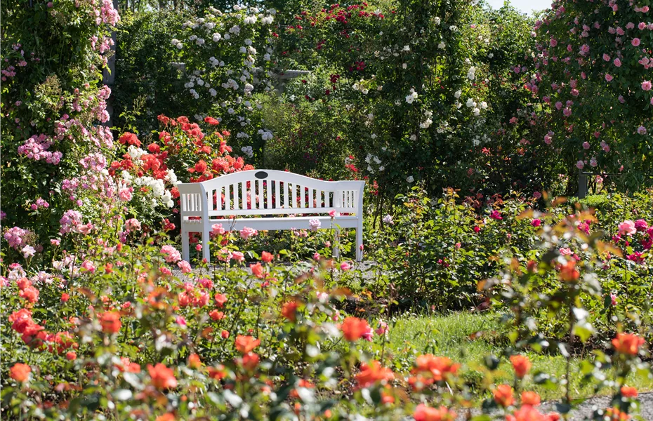 Der Rosengarten – schlichte Eleganz und tolle Düfte