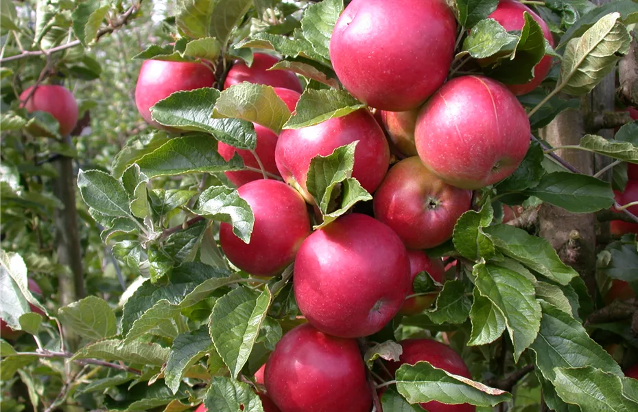 Obstbäume veredeln – frische neue Früchte