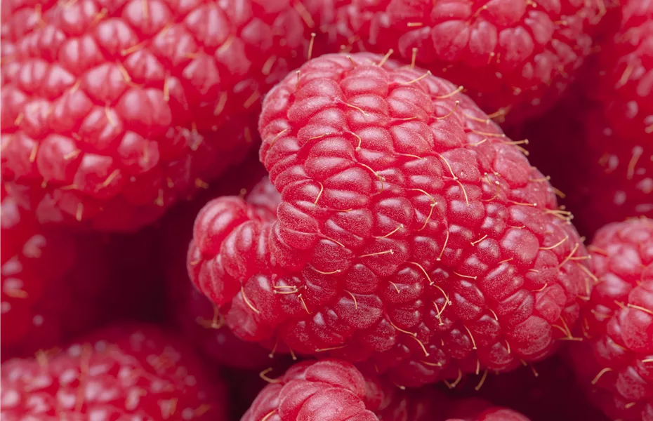 Gesunde Nascherei – Himbeeren im Garten 
