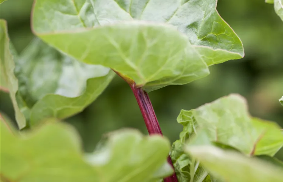 Heimische Frische – Gemüse aus dem eigenen Garten