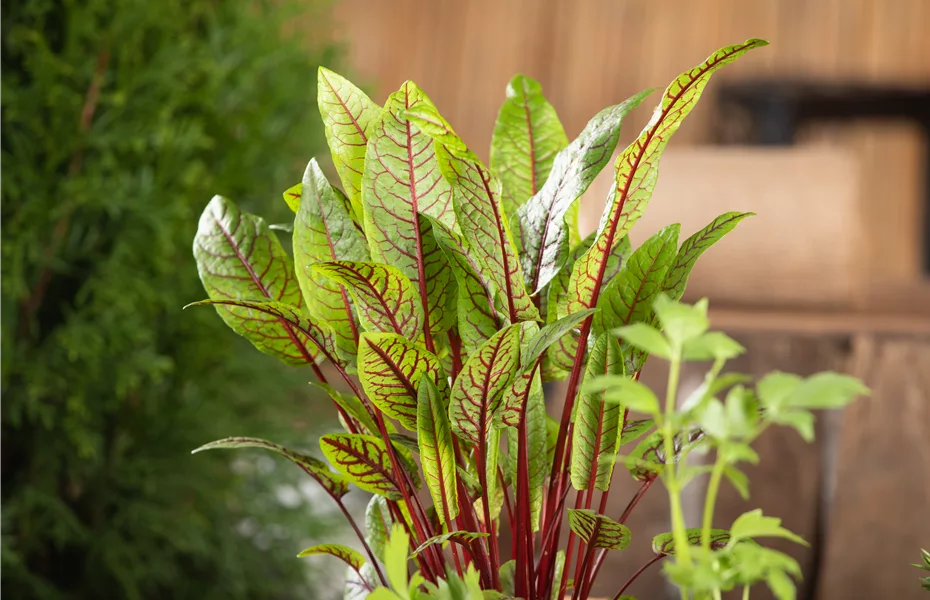 Frisches Gemüse vom Balkon dank Urban Gardening
