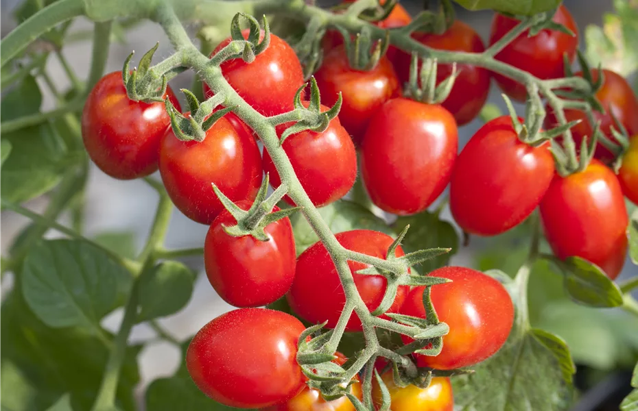 Frisches Gemüse vom Balkon dank Urban Gardening