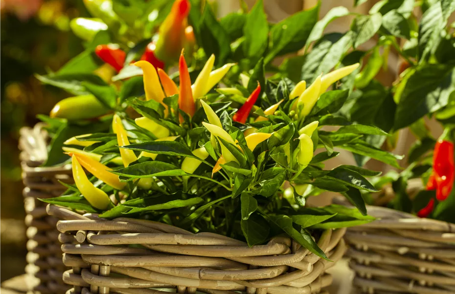 Frisches Gemüse vom Balkon dank Urban Gardening