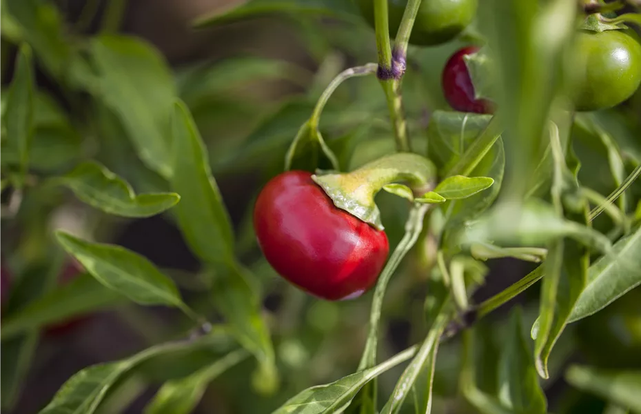 Frisches Gemüse vom Balkon dank Urban Gardening