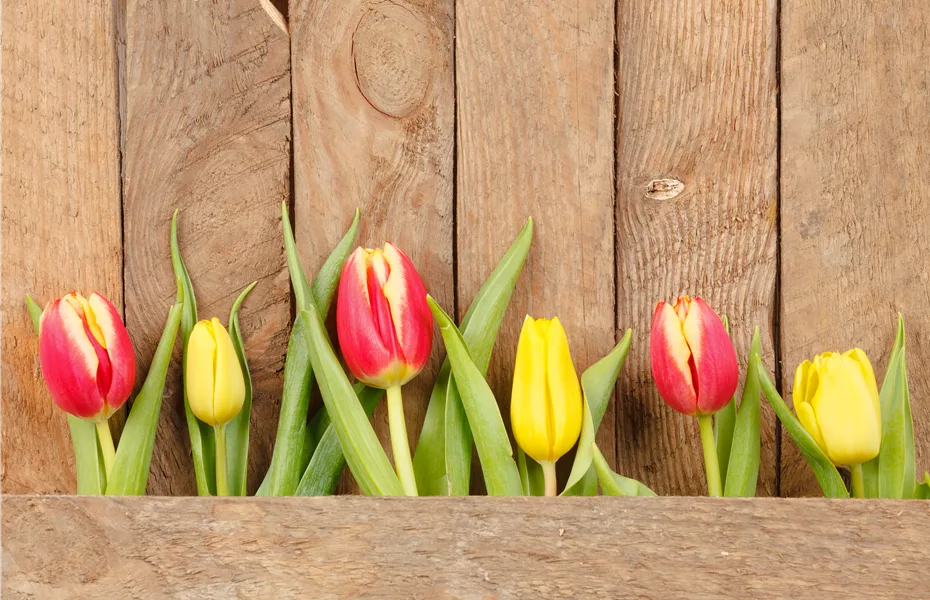 Tulpen pflanzen: Pflanzzeit für frühlingshafte Schönheiten!