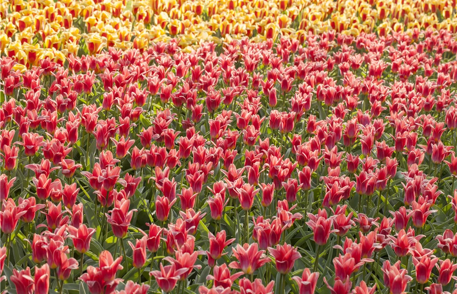 Tulpen pflanzen: Pflanzzeit für frühlingshafte Schönheiten!