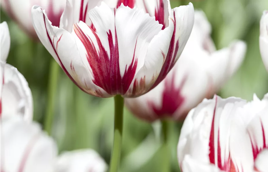 Tulpen pflanzen: Pflanzzeit für frühlingshafte Schönheiten!