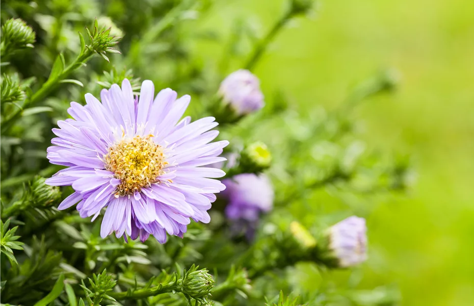 Astern – Einpflanzen im Garten