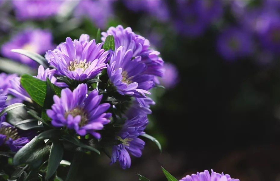 Astern – Einpflanzen im Garten